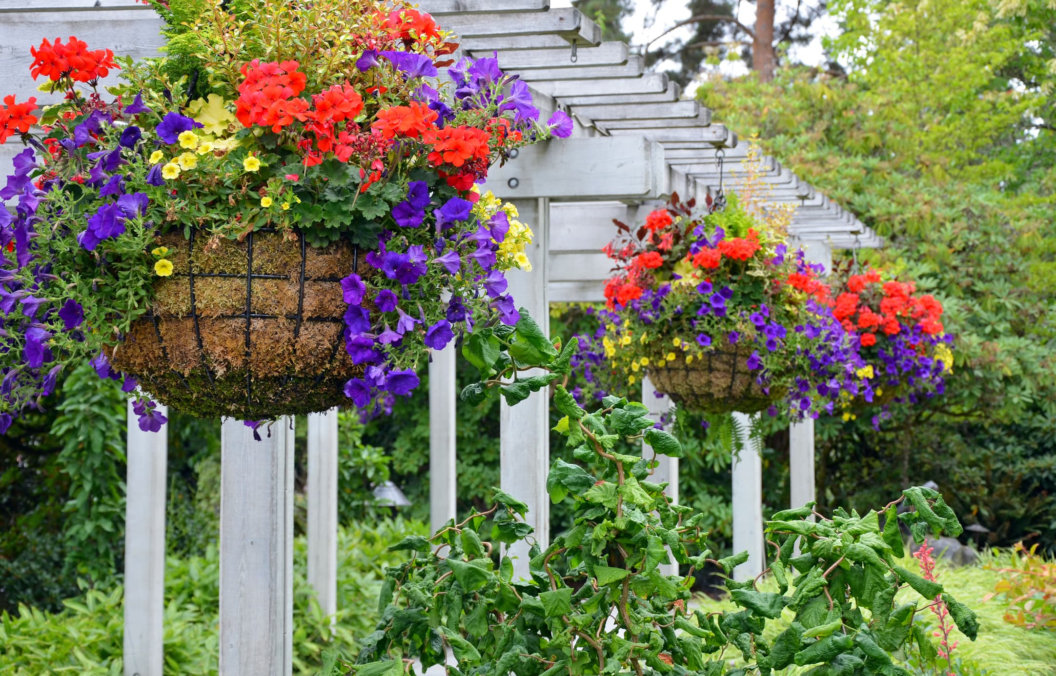 Hanging Baskets